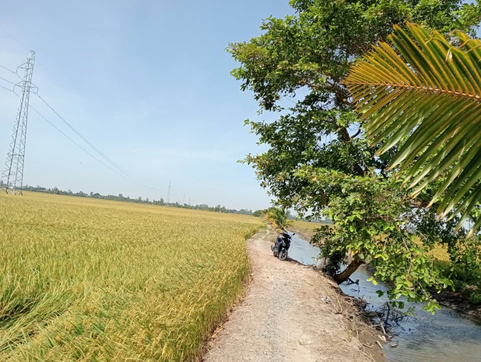 Đất nền ấp Thống Nhất, xã Phú Thọ, 1000m² chỉ 140 triệu - Cơ hội đầu tư sinh lời!