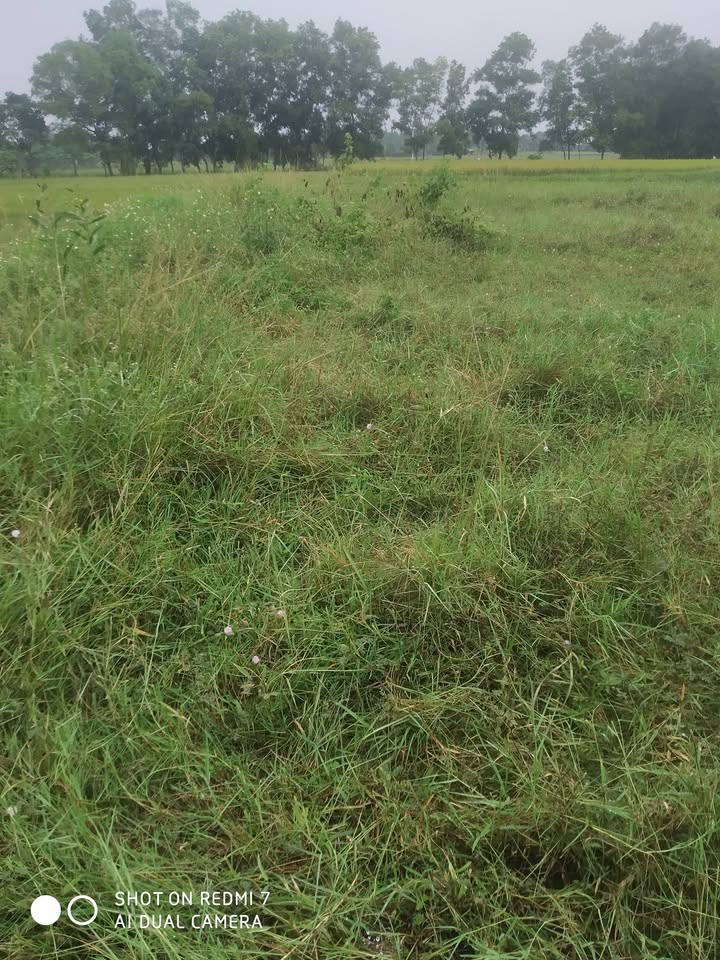 Đất thổ cư 2160m² Xã Tân Định, Diên Khánh chỉ 1.2 tỷ - Đầu tư hấp dẫn!