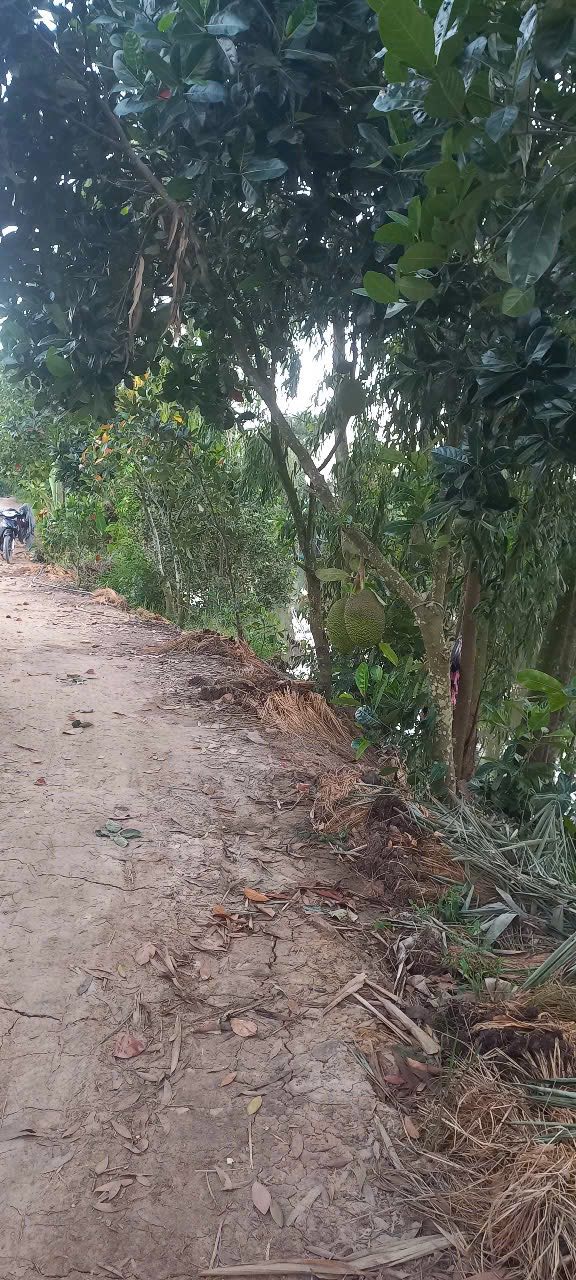 Đất lúa 3 vụ tại Thạnh An, Thạnh Hóa 17220m² giá 2.232 tỷ - Cơ hội đầu tư hấp dẫn!