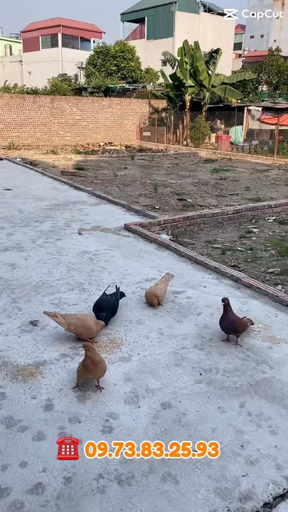 Đất nền Phúc Lợi, Long Biên 66m² giá 8 tỷ - Giao dịch nhanh gọn!