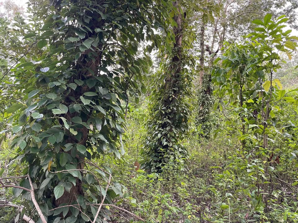 Farm Dliê Yang, Ea H'leo 9175m² giá 720 triệu - Đầu tư sinh lời ngay!