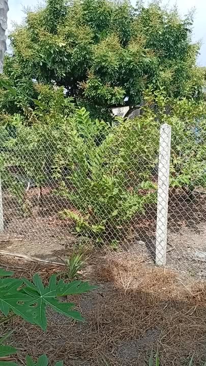 Đất thổ cư 100% tại Trường Đông, Hòa Thành, Tây Ninh 320m² - Giá tốt không thể bỏ qua!