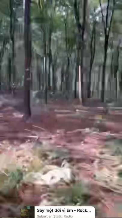 Đất cao su Đăk Ơ Bù Gia Mập 11ha giá 6.5 tỷ - Cơ hội đầu tư hấp dẫn!