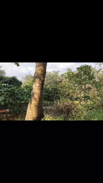 Đất vườn 1ha18 tại Thôn 12, Bù Đăng giá 1.35 tỷ - Cơ hội đầu tư tuyệt vời!