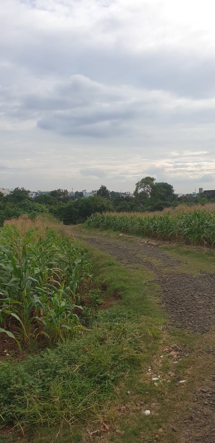 Đất nền 500m² hẻm A4 Phạm Ngũ Lão giá 950 triệu - Sổ đỏ chính chủ!