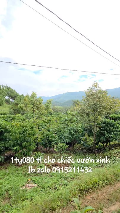 Đất vườn Bảo Lộc 1500m² giá 1.08 tỷ - Cơ hội đầu tư không thể bỏ lỡ!