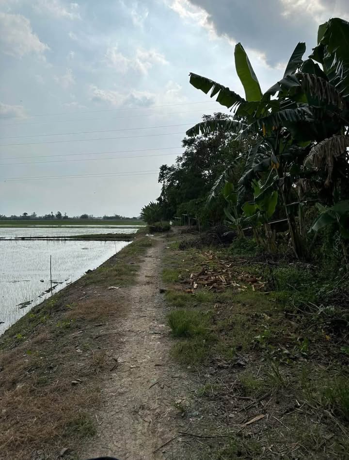 Đất thổ cư 5247m² tại phường Mỹ Thới, Long Xuyên, An Giang - Giá chỉ 2 tỷ!