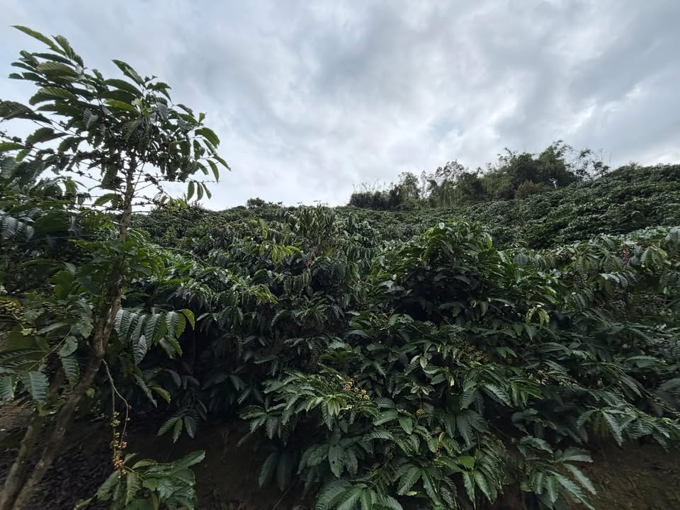 Đất nông nghiệp Liêng Srônh Đam Rông 20.000m² giá 2.2 tỷ - Cơ hội đầu tư tuyệt vời!