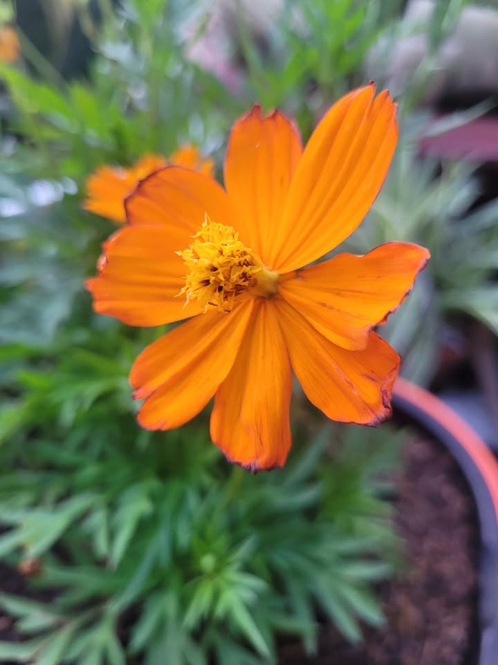 Bán nền tặng nhà cấp 4 mặt tiền đường Cách Mạng Tháng 8 - 192.51m² giá chỉ 4.1 tỷ