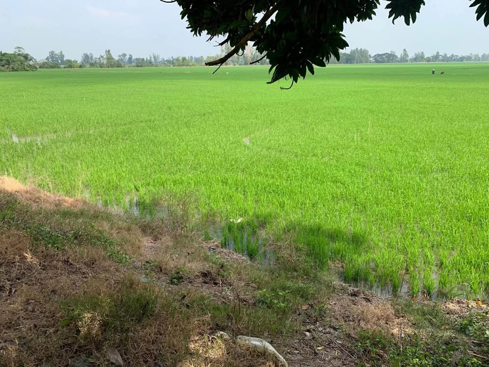 Đất ruộng 5,5 công mặt tiền kênh Thanh Niên, xã Phú Hoà, giá 2.31 tỷ - Cơ hội đầu tư hiếm có!