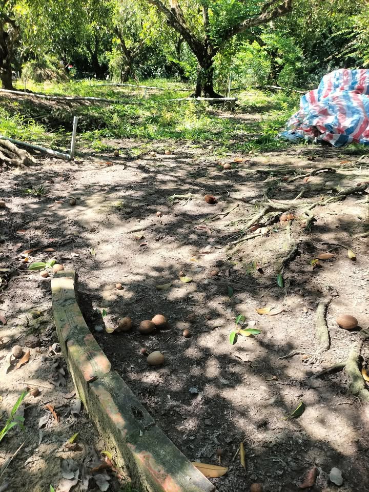 Đất Phú Long, Châu Thành 325m² giá 290 triệu - Cơ hội đầu tư sinh lời!