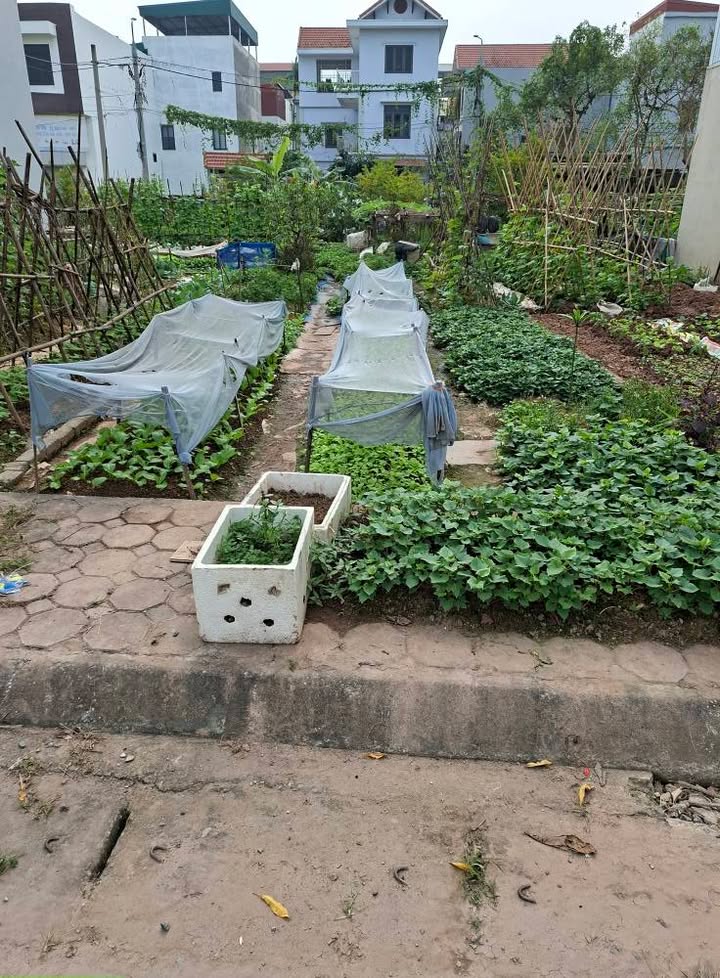 Đất đấu giá X1 Lại Yên 55m² - Mặt hồ, đường rộng, gần chợ!