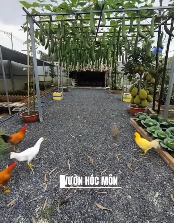 Bán vườn cây ăn trái Hóc Môn 260m² giá 1.85 tỷ - Sổ hồng riêng chính chủ!