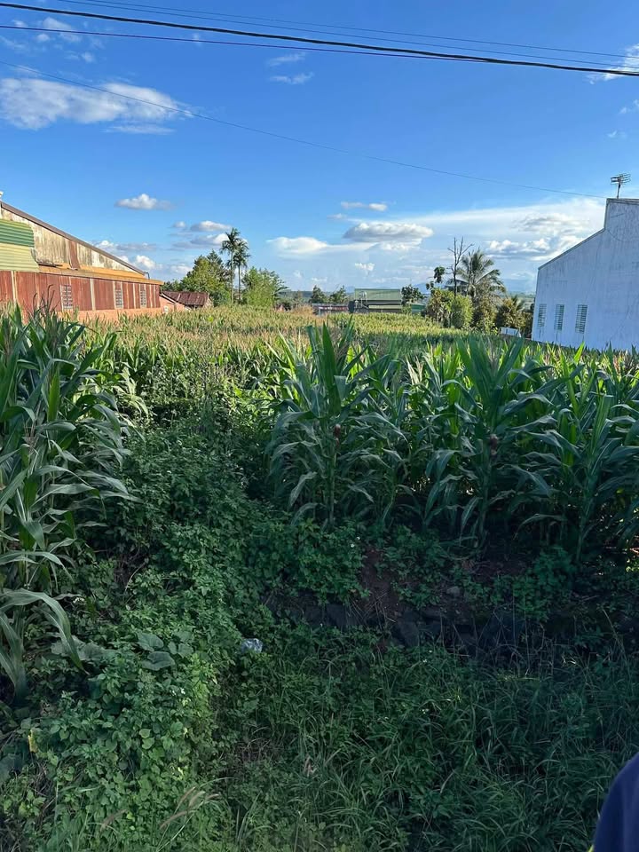 Đất nền mặt tiền Quốc lộ 14, Đắk R'La, 1540m² - Đầu tư sinh lời tuyệt vời!