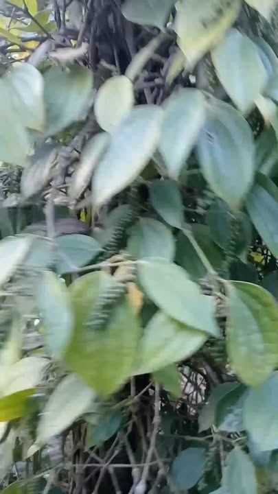 Đất nền rộng 1.8ha tại xã Nâm N'Jang, Đắk Song - Giá chỉ 3.8 tỷ, sổ đỏ chính chủ!