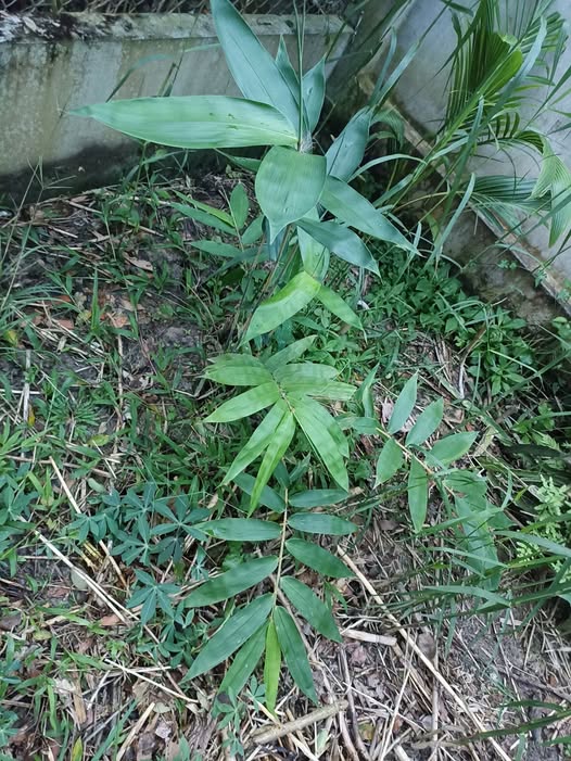 Đất thổ cư mặt tiền đường TL 910B xã Mỹ Thuận 700m² giá 2.5 tỷ - Cơ hội đầu tư hấp dẫn!