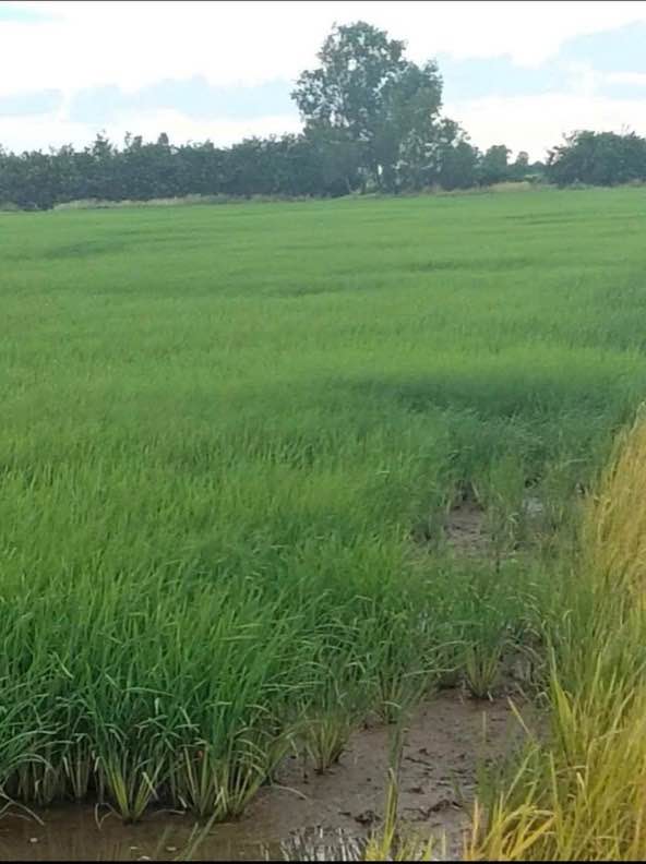 Đất nền Hẻm 83 Lê Hồng Phong, 1000m² giá chỉ 450 triệu - Đầu tư sinh lời cao!