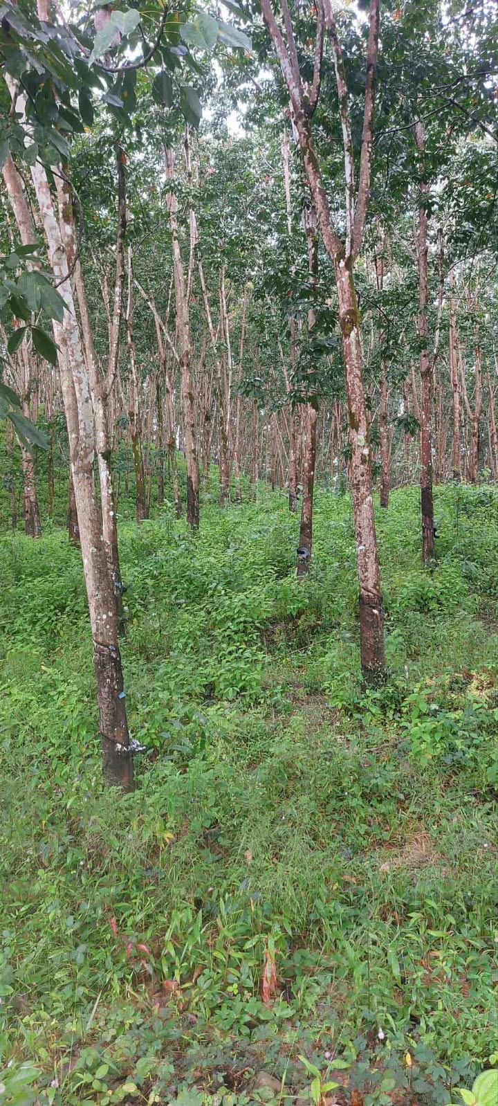 Đất nền 2ha tại Thọ Sơn, Bù Đăng - Giá chỉ 4 tỷ, sổ đỏ chính chủ!