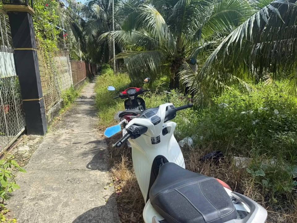 Đất vườn dừa xiêm 500m² tại Hữu Định, Châu Thành - Giá chỉ 650 triệu!