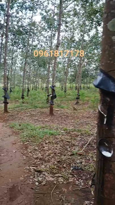 Đất nền xã Đức Cơ Gia Lai 10.000m² giá 1.7 tỷ - Cơ hội đầu tư tuyệt vời!