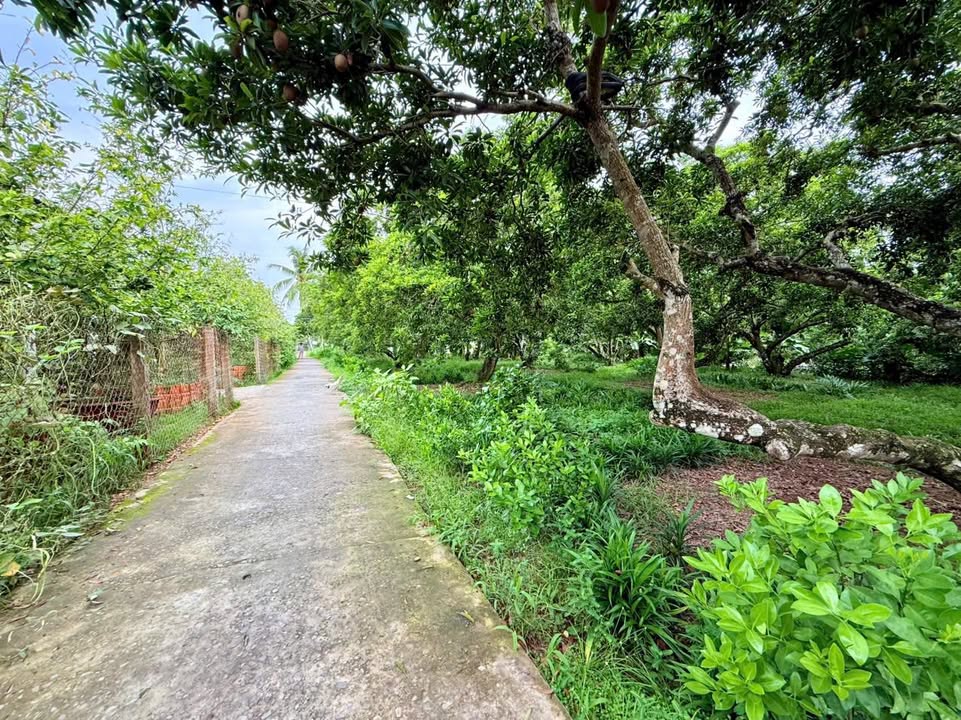 Đất vườn sapoche 50525m² tại Phú Phong - Giá chỉ 590 triệu - Cơ hội đầu tư hấp dẫn!