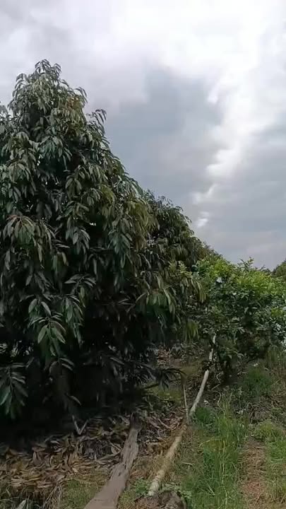 Đất Farm 10 công tại Thanh Mỹ, Đồng Tháp - Sổ đỏ chính chủ, giá 6.2 tỷ!