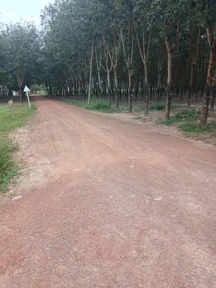 Đất nền 3,7 mẫu tại Tân Đông, Tây Ninh - Giá chỉ 5 tỷ, thương lượng linh hoạt!