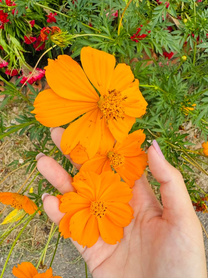 Đất thổ cư Thạnh Tân Tây Ninh 154m² giá 79 triệu - Khu nghỉ dưỡng lý tưởng!