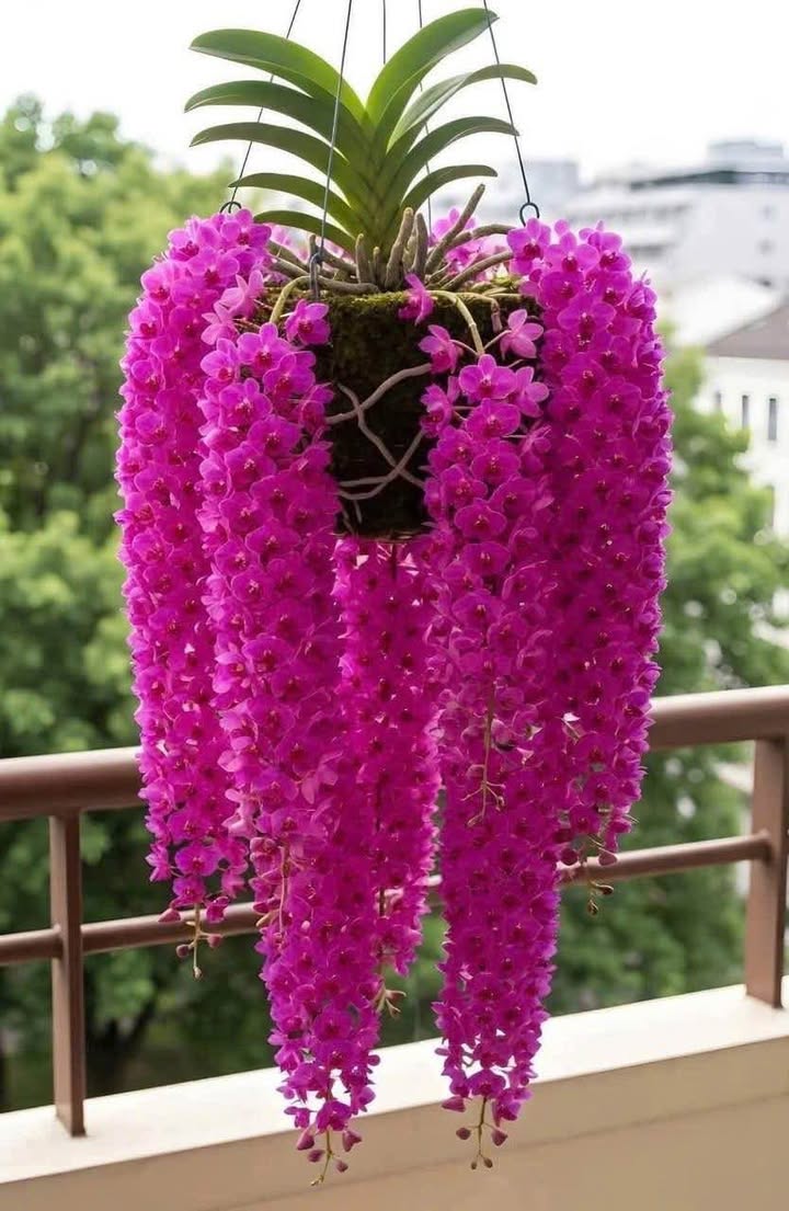 Nhà mặt tiền Mai Hắc Đế Buôn Ma Thuột 128m² giá 6.5 tỷ - Kinh doanh thuận lợi!