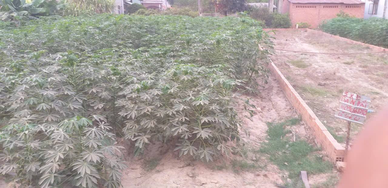 Đất thổ cư 150m² tại ấp 3, Phước Vinh, Châu Thành - Giá chỉ 210 triệu!