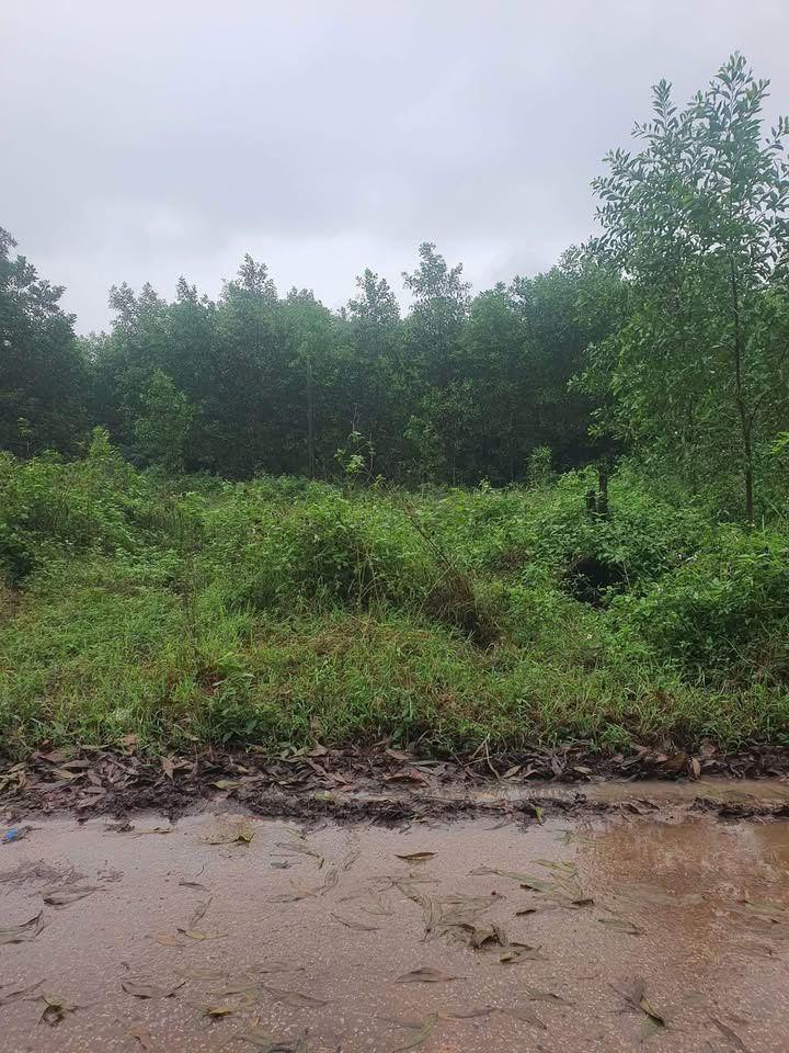 Đất nền Hải Thượng, Hải Lăng 200m² giá 650 triệu - Đầu tư sinh lời ngay!