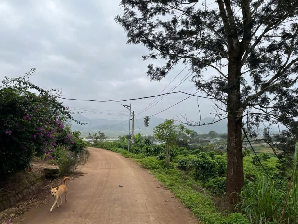 Đất nền Quảng Lập, Đức Trọng 87m² giá 610 triệu - Cơ hội đầu tư hấp dẫn!