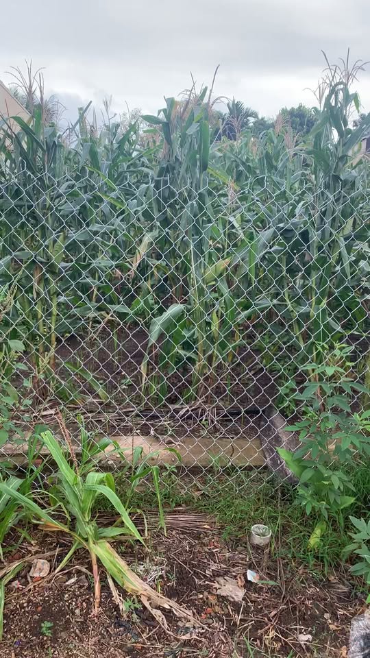 Đất nền 2 lô liền kề xã Ea Phê, Krông Pắc - Diện tích 340m², giá thỏa thuận!