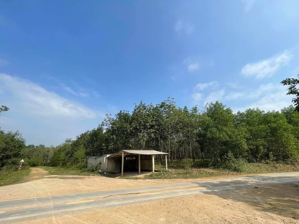 Vườn cao su 2.1ha tại Cam Hiếu - Đầu tư sinh lời ngay hôm nay!