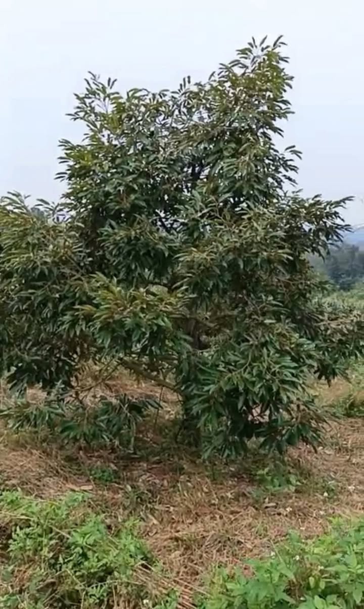 Farm đất Ea Dăh 8300m² giá 1 tỷ - Đầy đủ tiện nghi, sẵn sàng sản xuất!