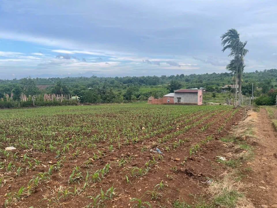 Đất thổ cư 6565m² Cư Huê - Ea Kar giá 2.85 tỷ - Đầu tư sinh lời!