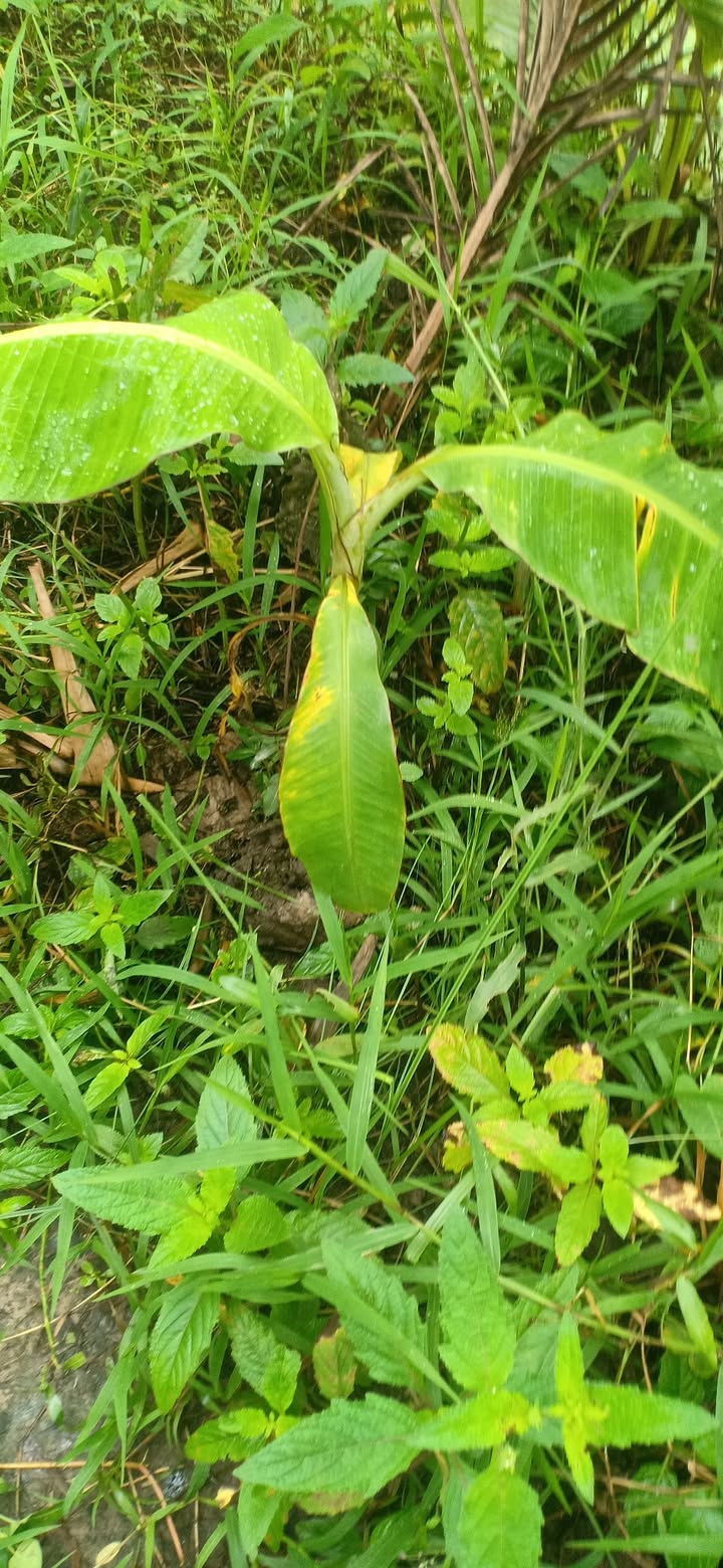 Đất nền Đạo Thạnh, Mỹ Tho 120m² giá 1.3 tỷ - Cơ hội đầu tư tuyệt vời!