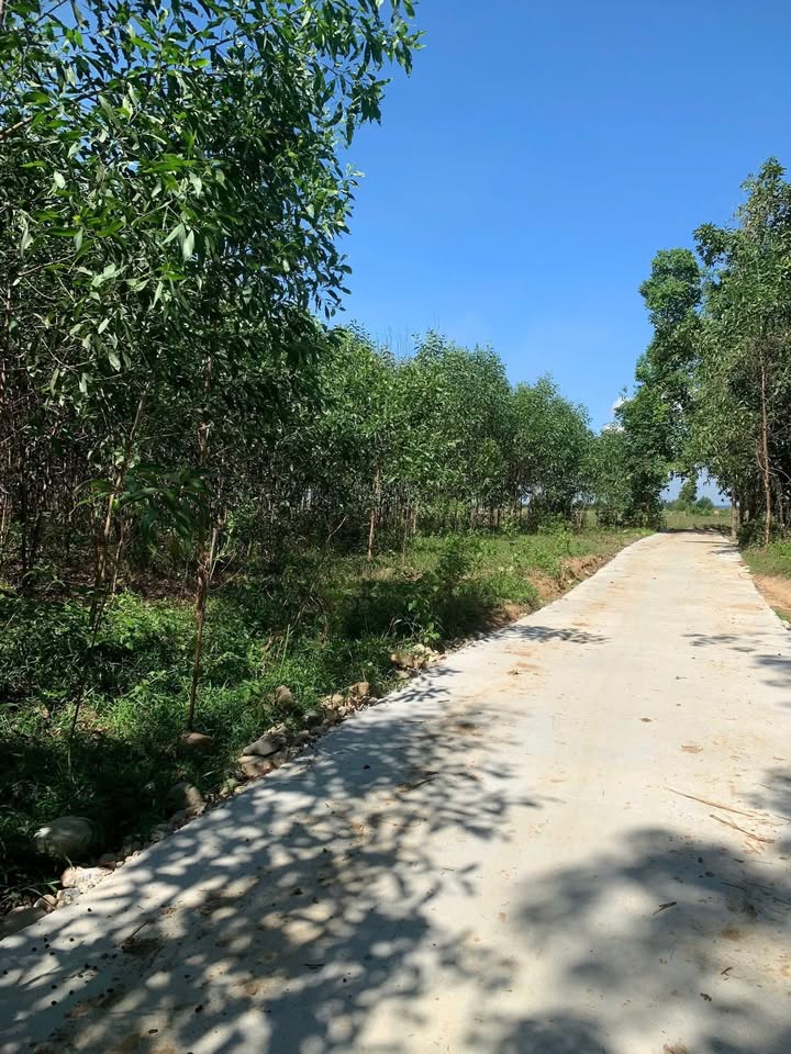 Đất nền Nghị Đức, Tánh Linh 300m² giá chỉ 350 triệu - Cơ hội đầu tư hiếm có!