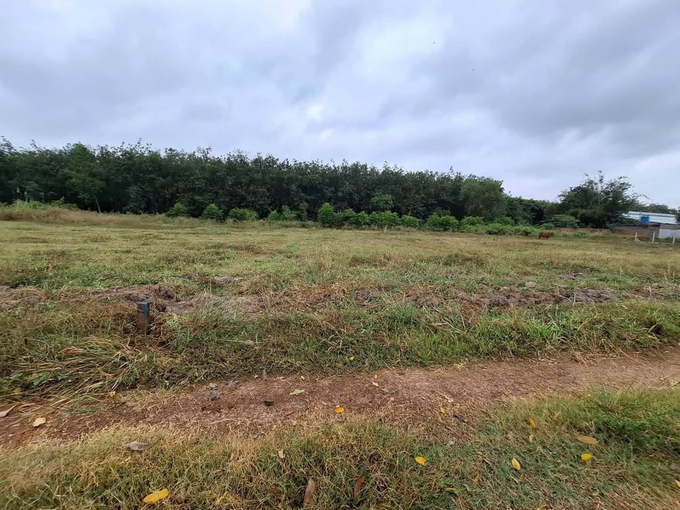 Đất nền Phan Dương Minh Châu 1960m² giá 1.96 tỷ - Cơ hội đầu tư tuyệt vời!