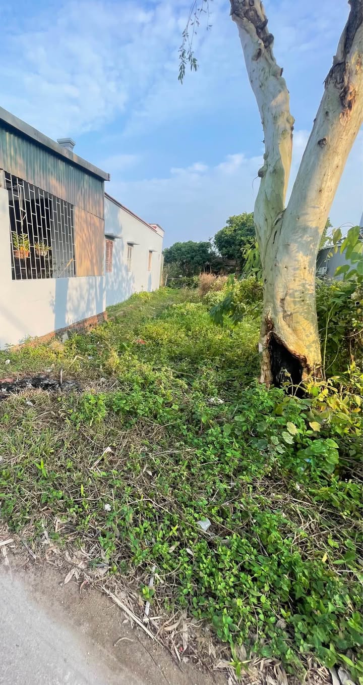 Đất nền khu 6 Hải Yên Móng Cái 100m² giá 1.2 tỷ - Vị trí đắc địa ngay trung tâm