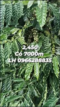 Đất nông nghiệp Phúc Thọ Lâm Hà 7300m² giá 2.45 tỷ - Sổ đỏ chính chủ!