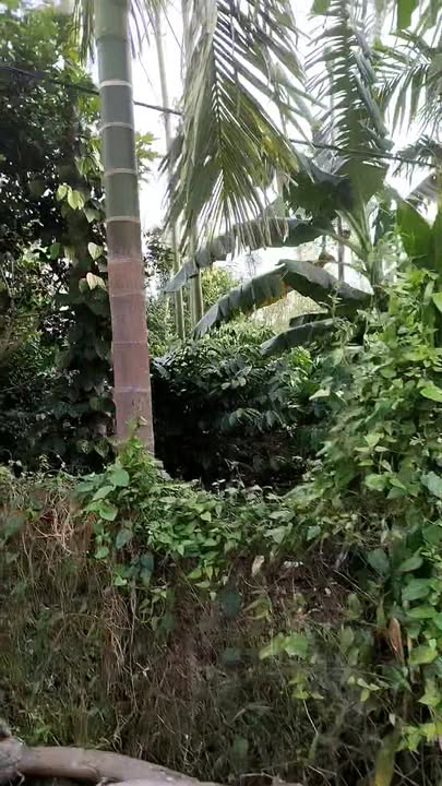 Đất nông nghiệp 3000m² tại Hòa Đông, Krông Pắc, Đắk Lắk - Giá chỉ 1.8 tỷ