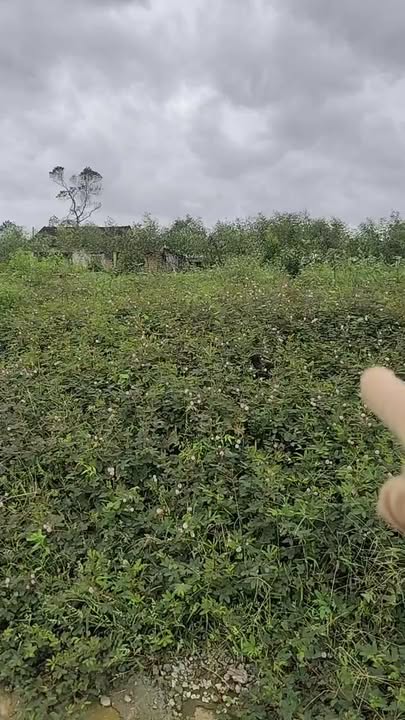 Đất nền Cát Tân, Phù Cát 171.5m² giá chỉ 200 triệu - Nở hậu, mặt đường bêtông