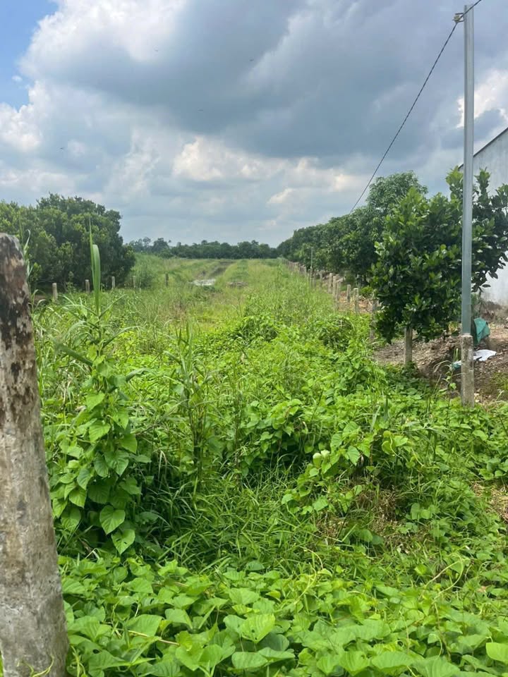 Đất nền 4,144m² xã Bình Trung, Cao Lãnh - Giá 1.55 tỷ, thương lượng!