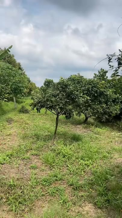 Đất Trường Long, Phong Điền 5200m² giá 5.2 tỷ - Cơ hội đầu tư hấp dẫn!