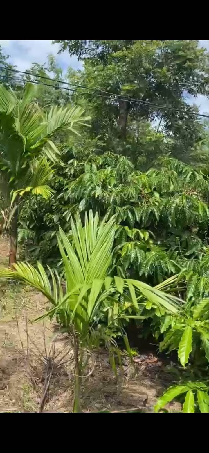 Đất nông nghiệp Ea Dắh 18.000m² giá 3.3 tỷ - Đường ô tô vào tận nơi!