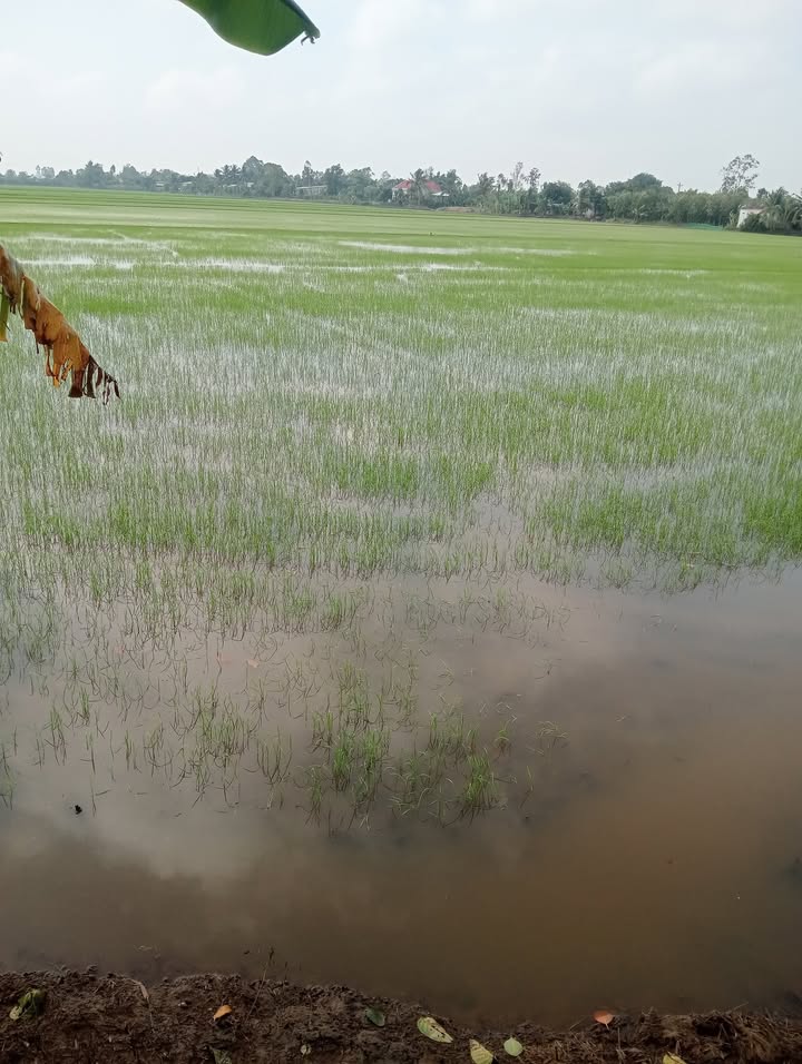 Đất mặt tiền 30x500m tại Thanh Mỹ, Đồng Tháp - Giá 1.5 tỷ, đầu tư sinh lời!