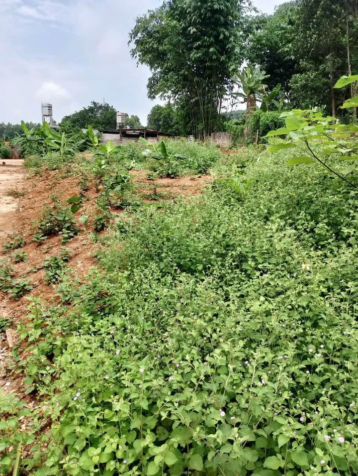 Đất nền Kim Phú 7, Tuyên Quang 112m² giá 850 triệu - Cơ hội đầu tư tuyệt vời!