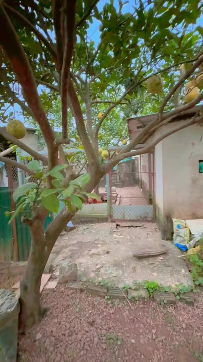 Đất Farm 1.500m² Phụng Châu, Chương Mỹ - Đầu tư lý tưởng cho tương lai!