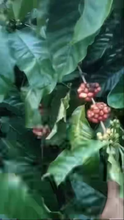 Đất nông nghiệp 2ha tại xã Ea Ral, giá chỉ 7.2 tỷ - Cơ hội đầu tư tuyệt vời!